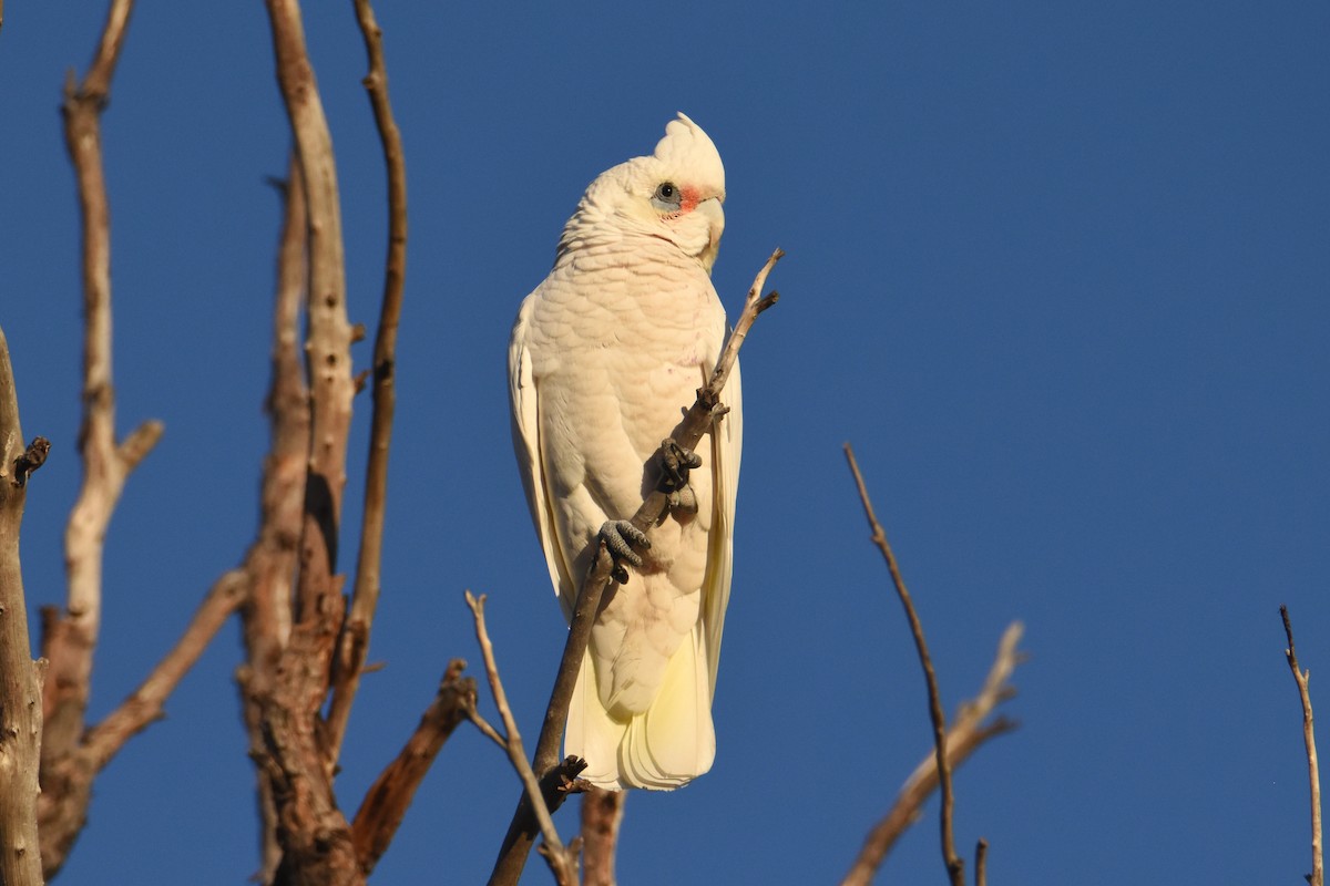 Little Corella - ML576544871
