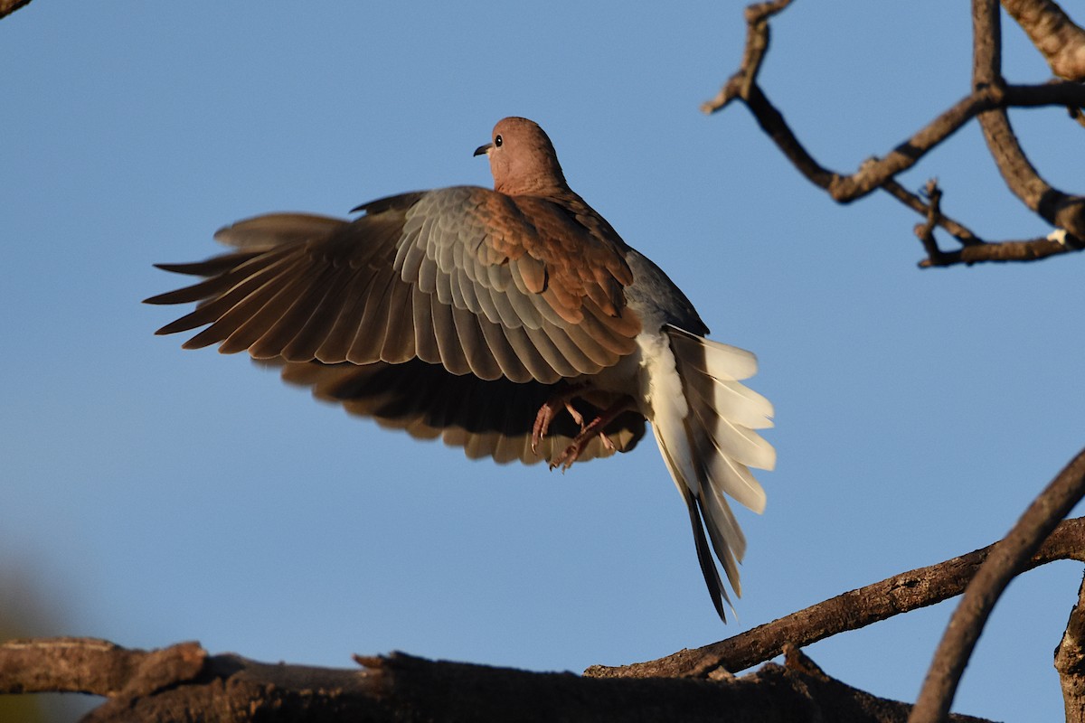 Laughing Dove - ML576545241