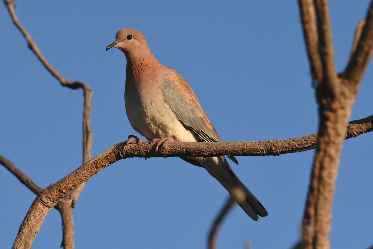 Laughing Dove - ML576545561