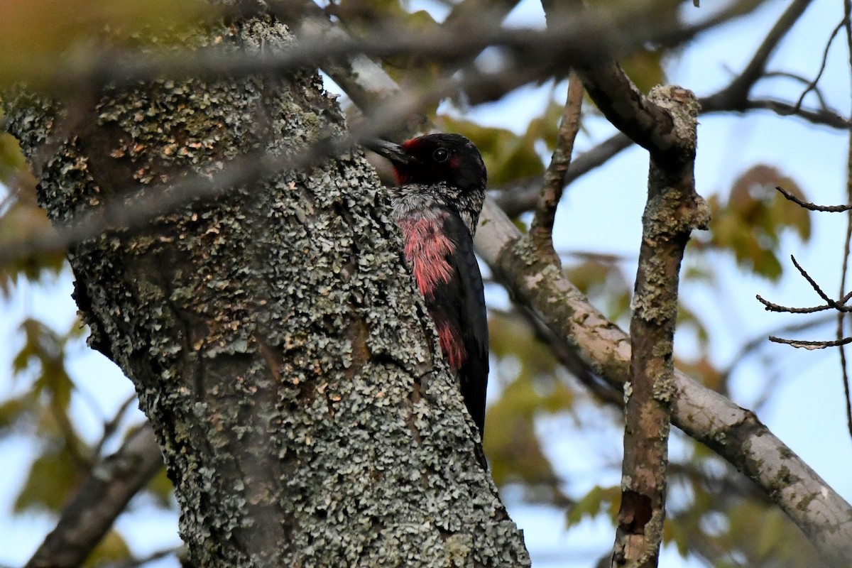 Lewis's Woodpecker - ML576545811