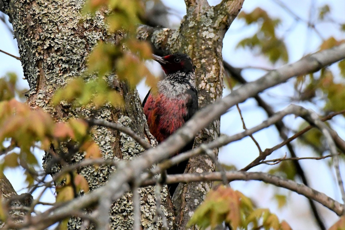 Lewis's Woodpecker - ML576545821