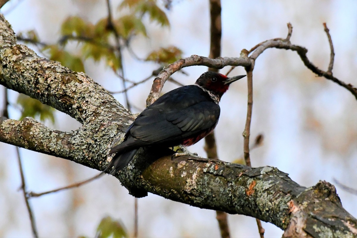 Lewis's Woodpecker - Nate Badger