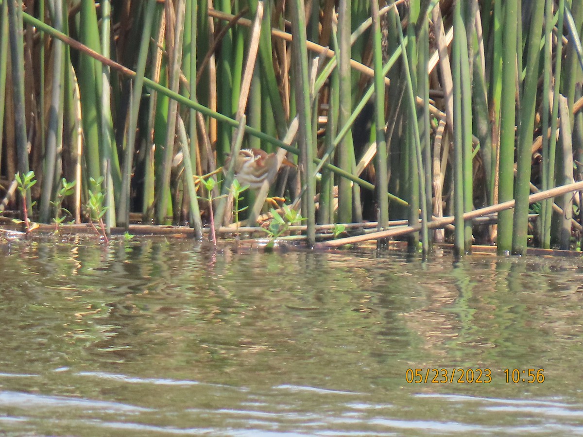 Least Bittern - ML576545961