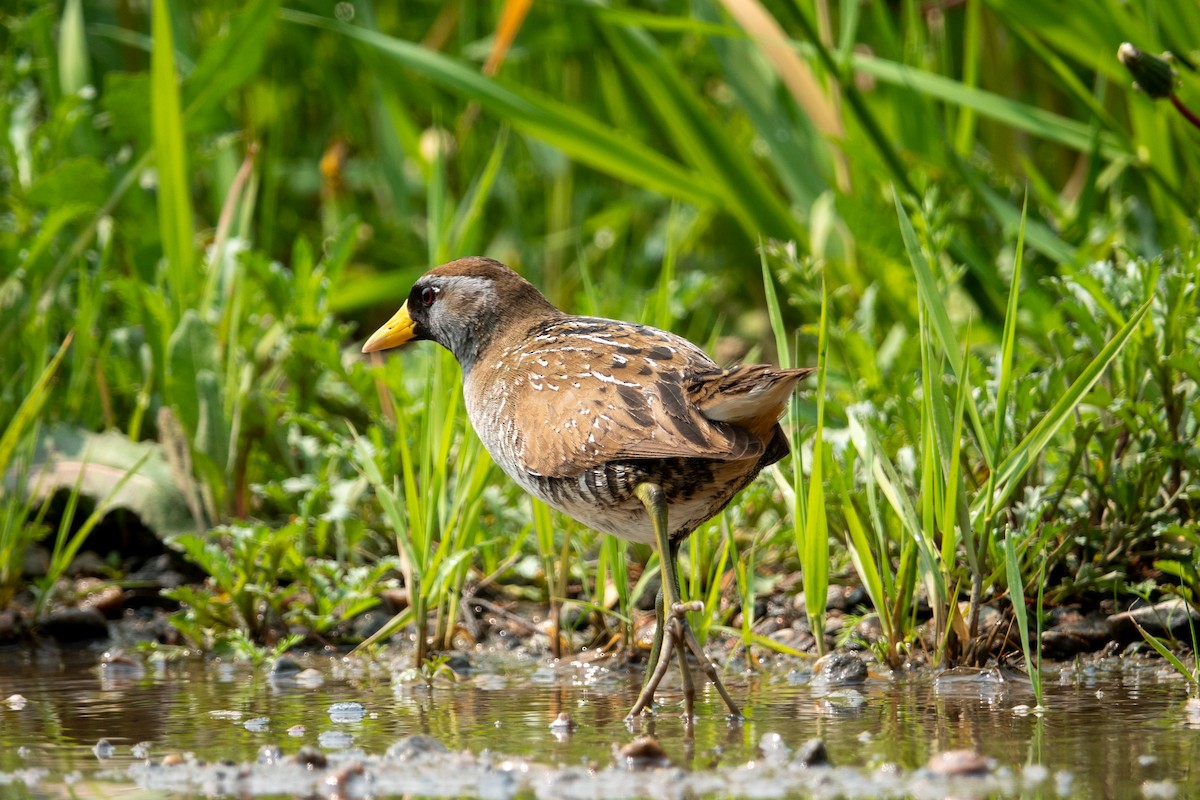 Polluela Sora - ML576546451