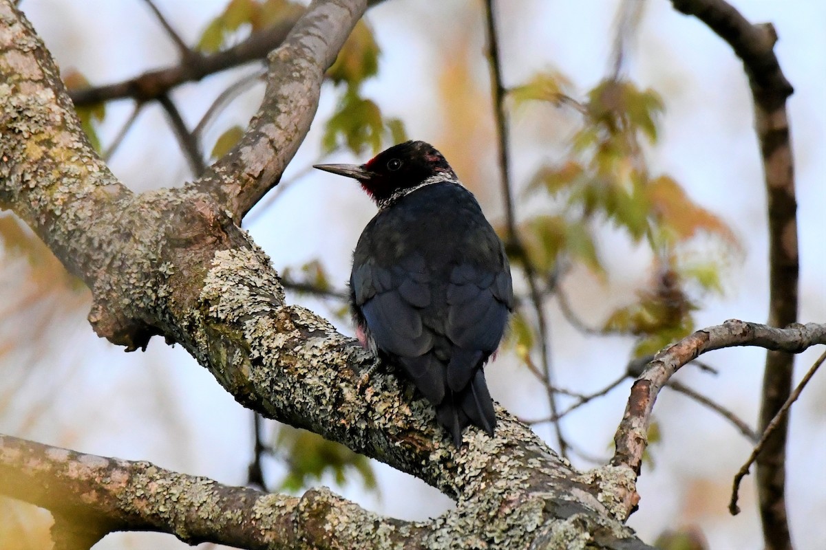 Lewis's Woodpecker - ML576546491