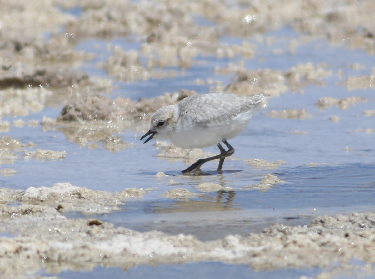 White-fronted Plover - ML576547181