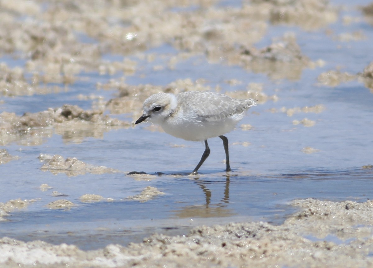 White-fronted Plover - ML576547191
