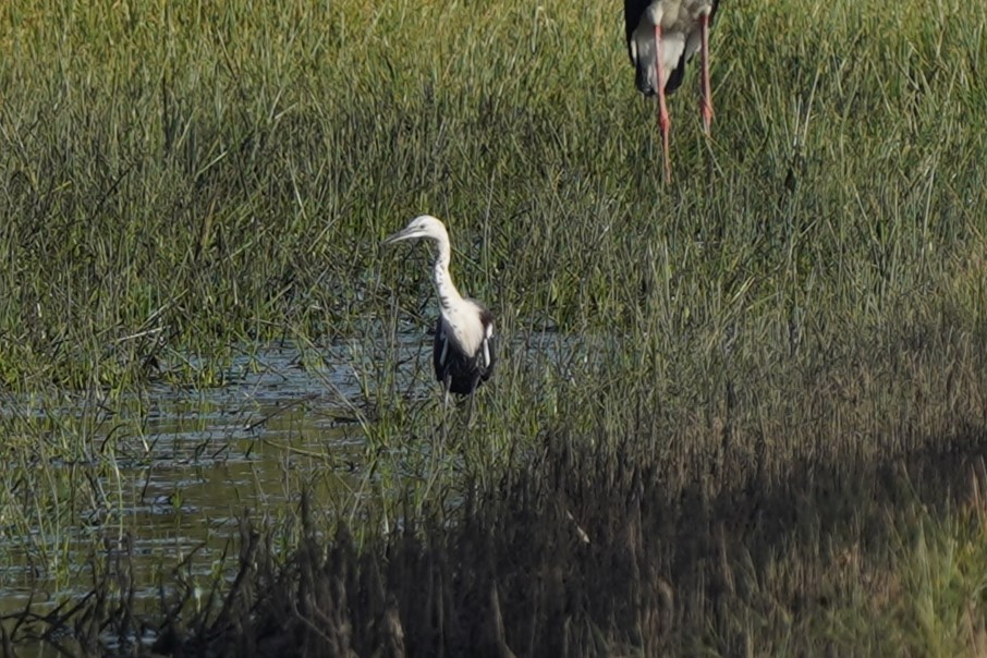 Garza Cuelliblanca - ML576548611