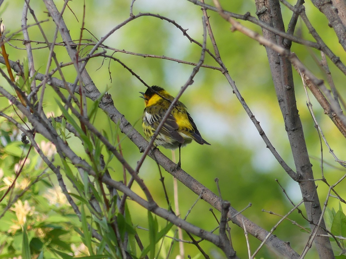 Cape May Warbler - ML576548731