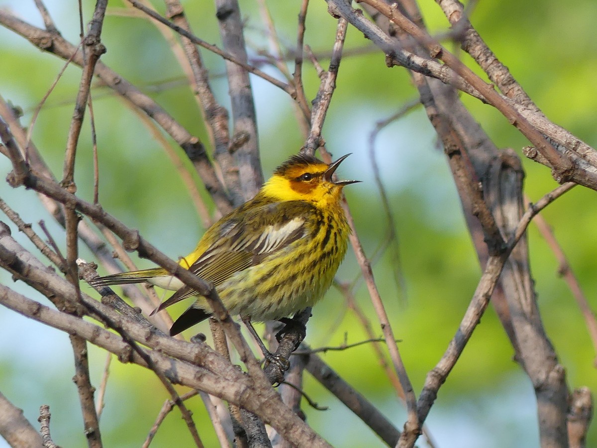 Cape May Warbler - ML576548751