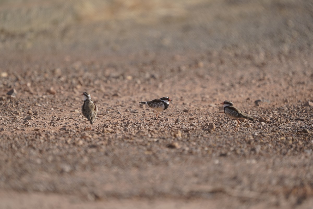 Black-fronted Dotterel - ML576549801