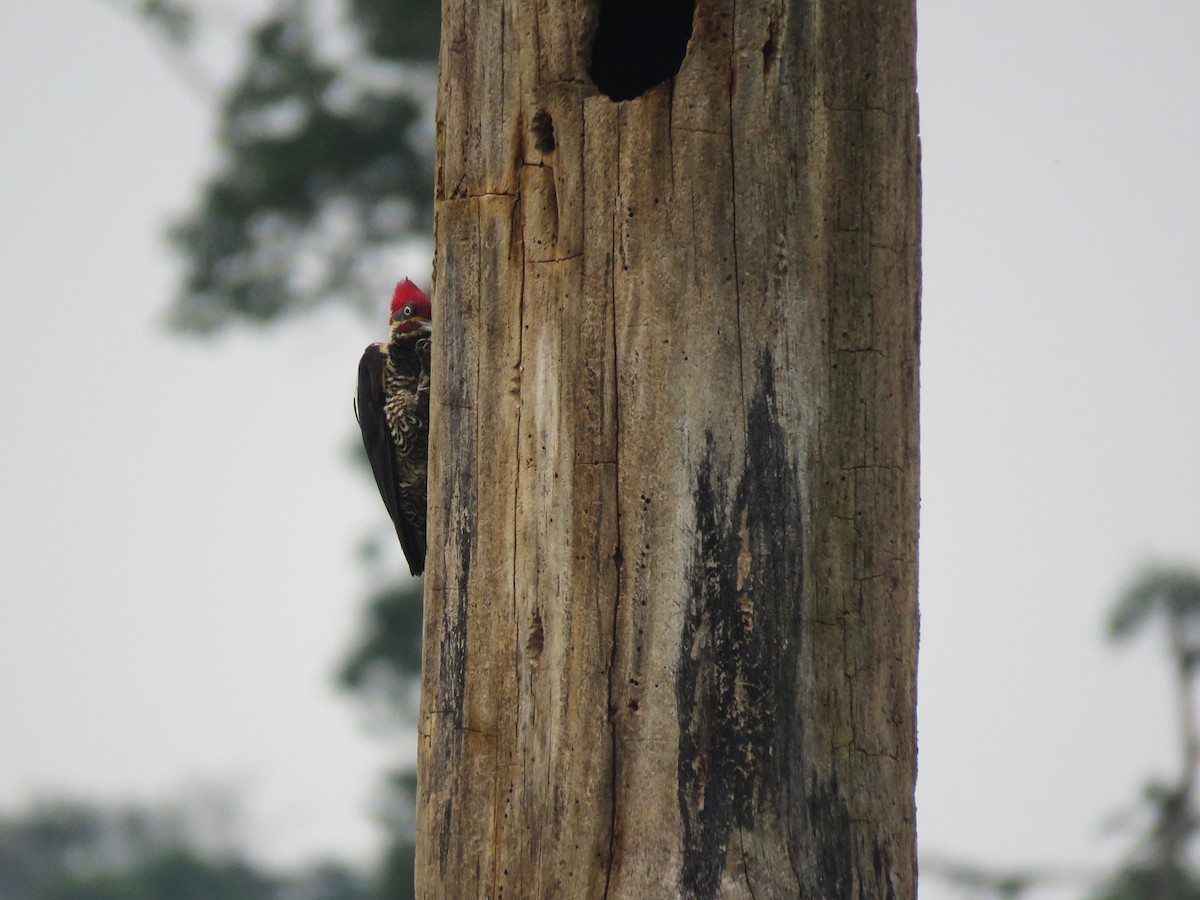 Lineated Woodpecker - Ana Henao