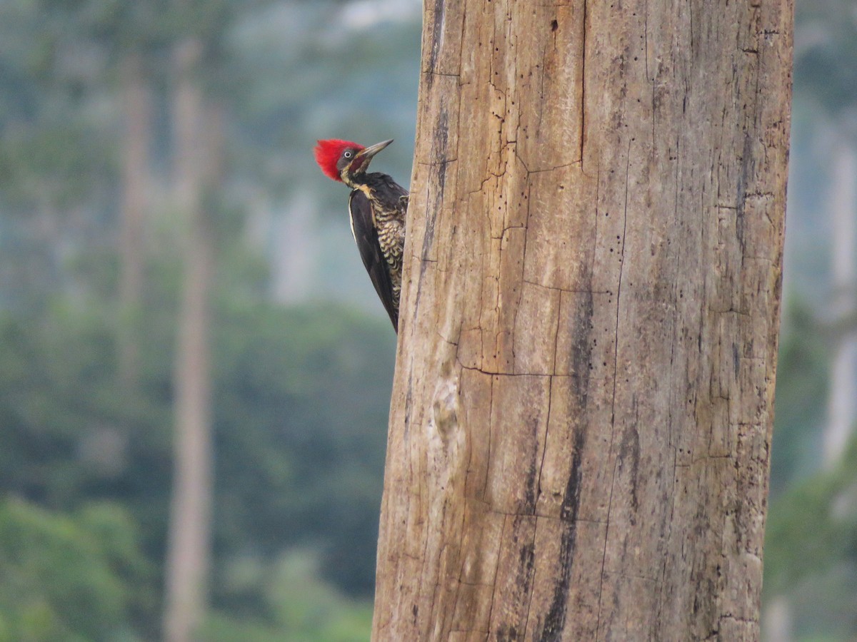 Lineated Woodpecker - Ana Henao