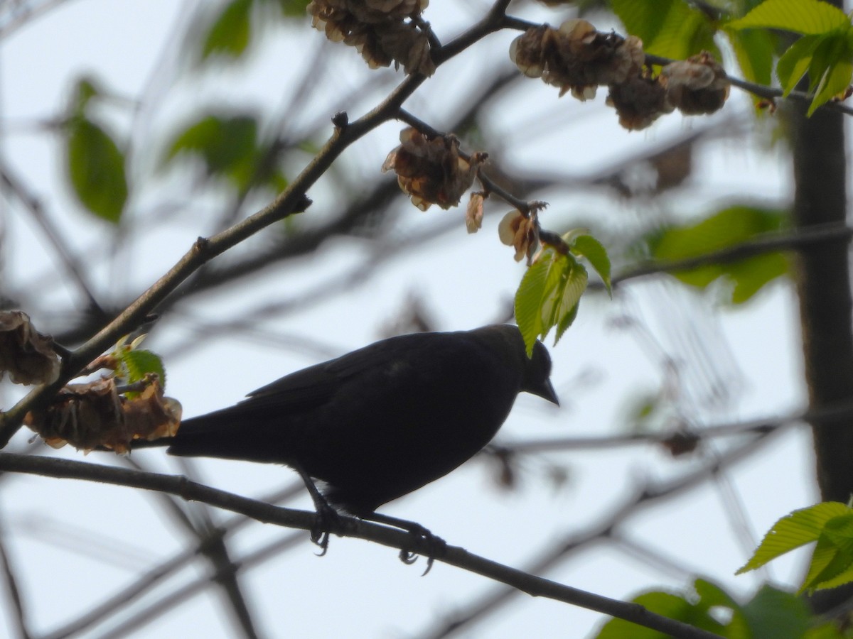 Brown-headed Cowbird - ML576550061