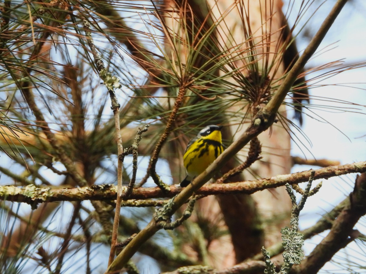 Magnolia Warbler - ML576550461