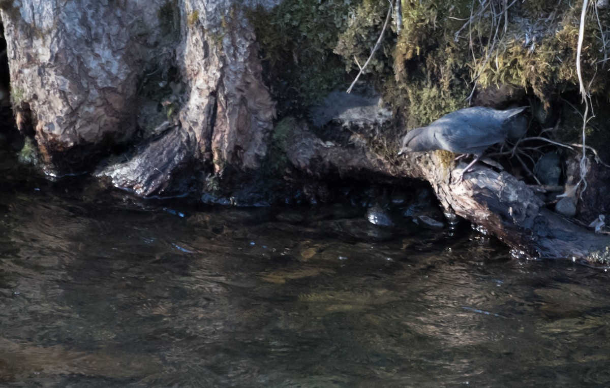 American Dipper - ML57655051