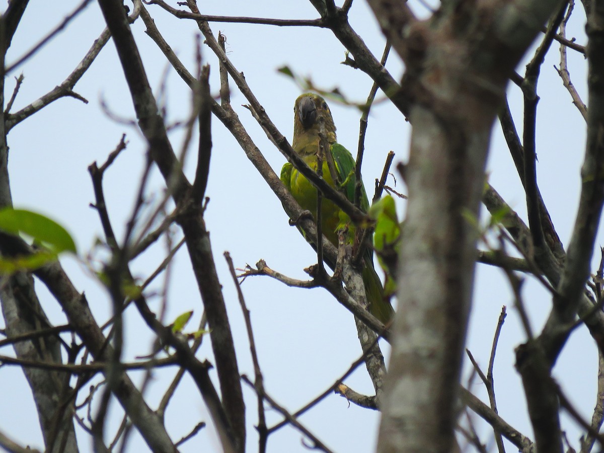 Brown-throated Parakeet - ML576551531