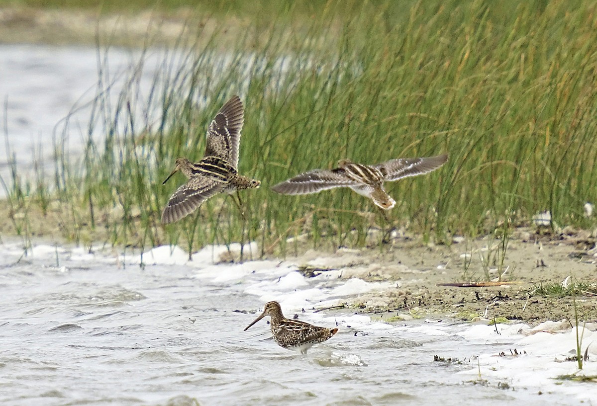 Pantanal/Magellanic Snipe - Adrian Antunez