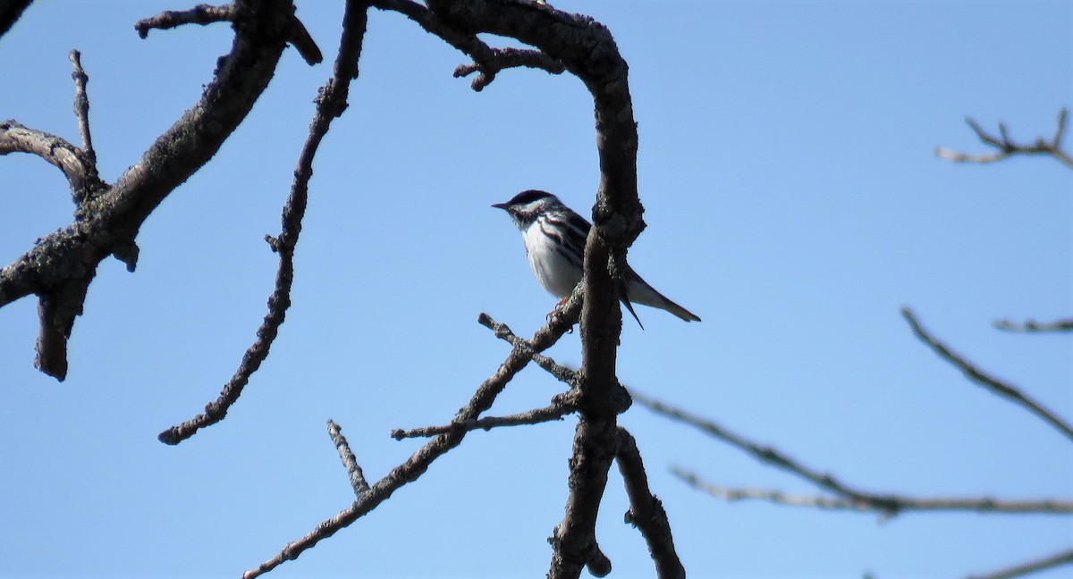 Blackpoll Warbler - ML576552321