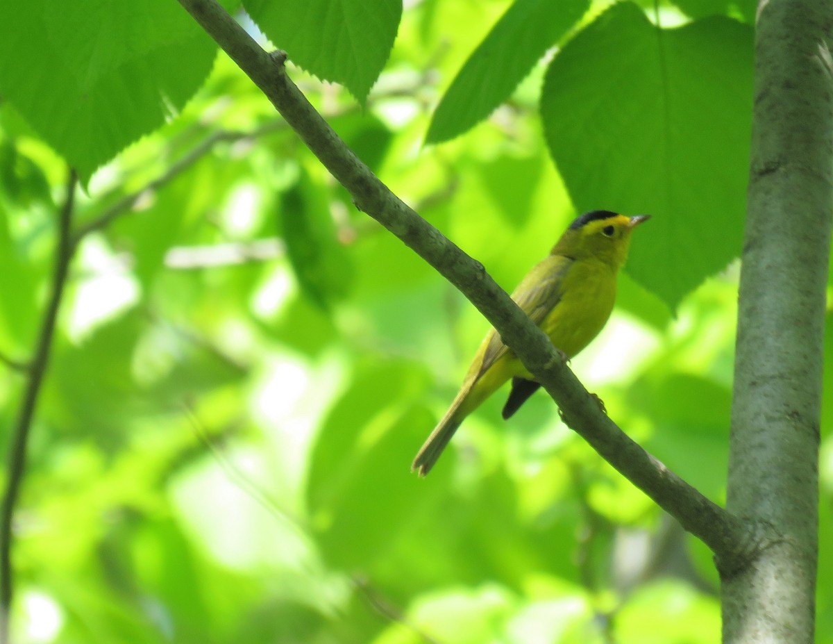 Wilson's Warbler - ML576552841