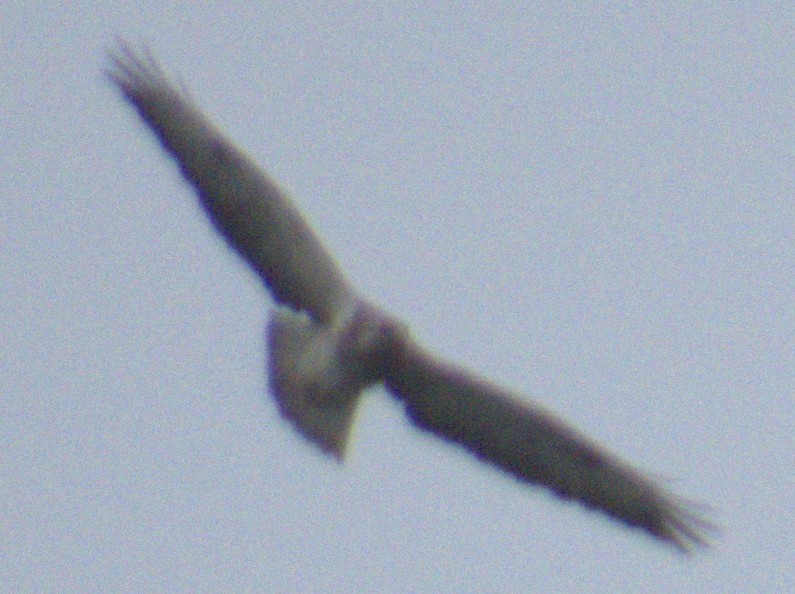 Канюк звичайний - ML576553281