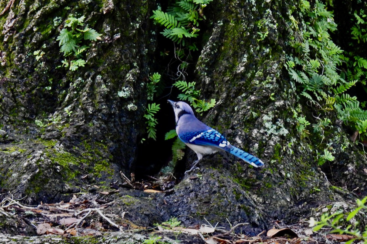 Blue Jay - ML576553641