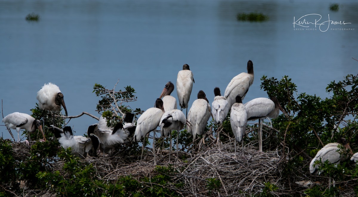 Wood Stork - ML576556391