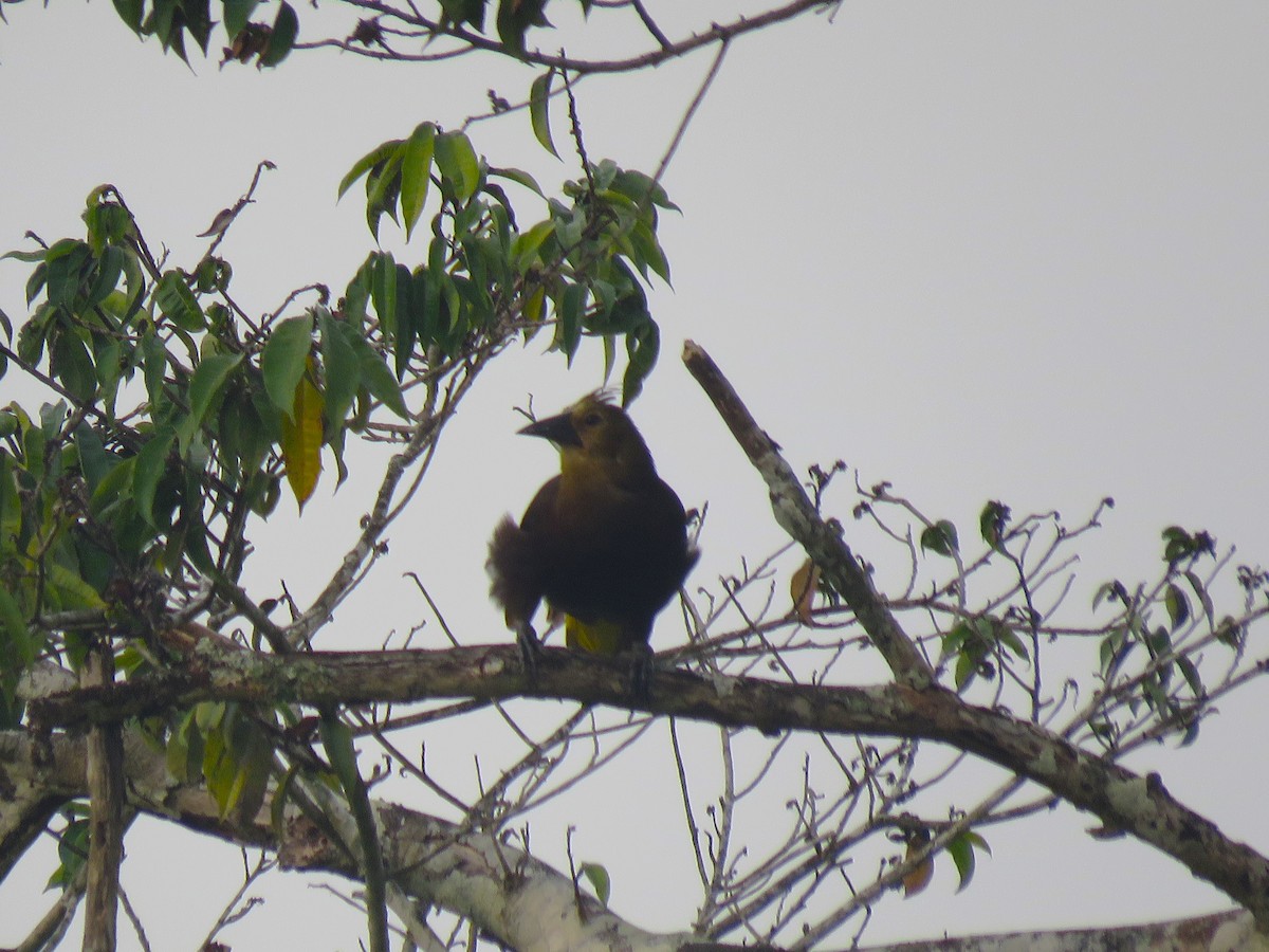 Russet-backed Oropendola - ML576556511