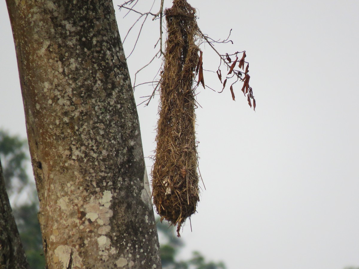 Russet-backed Oropendola - ML576556521