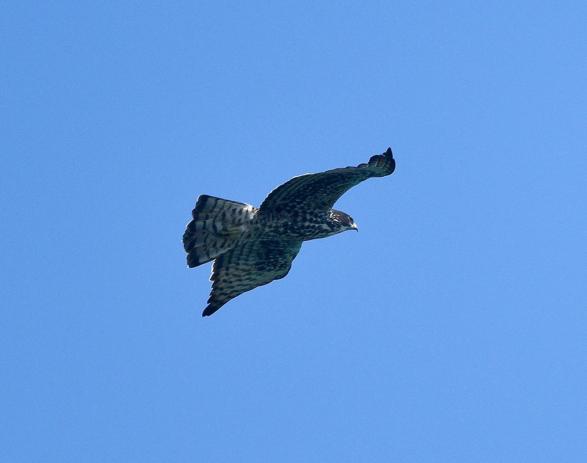 Ayres's Hawk-Eagle - ML576557041