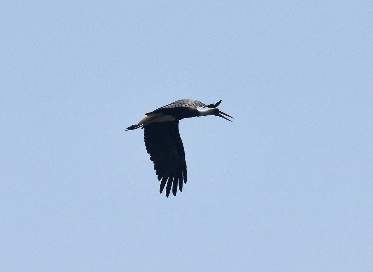 African Woolly-necked Stork - ML576557171