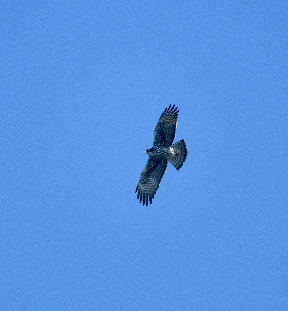 Ayres's Hawk-Eagle - ML576557421