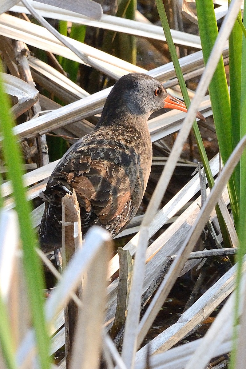 Virginia Rail - ML576560851