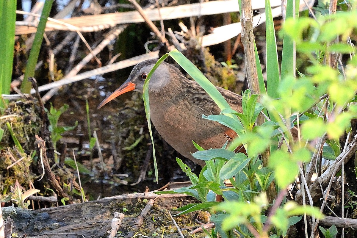 Virginia Rail - ML576560861