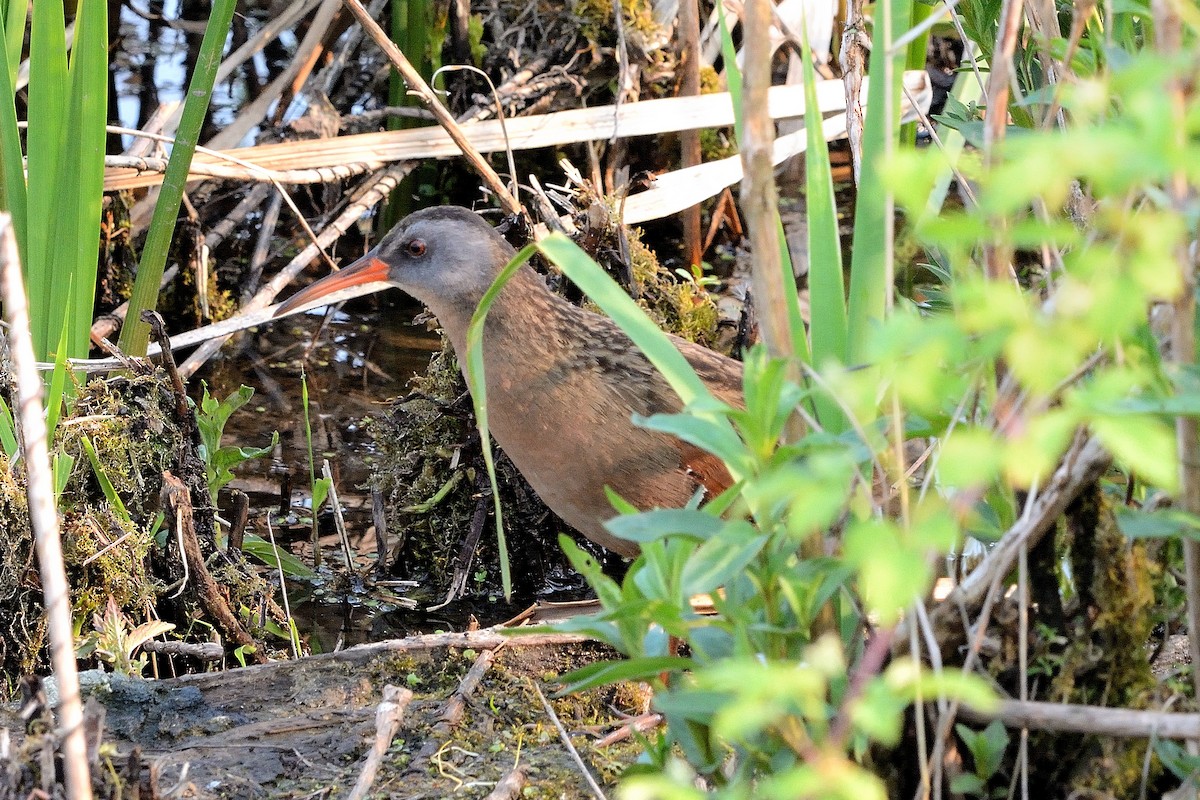 Virginia Rail - ML576560871