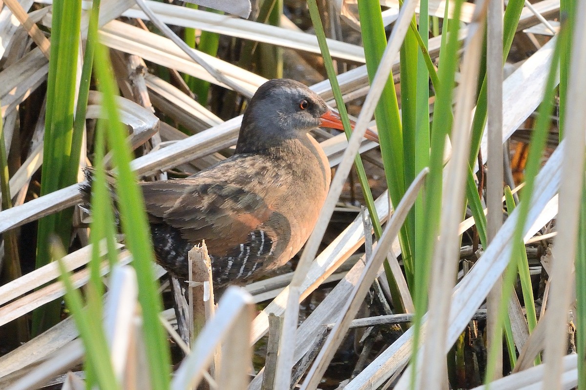 Virginia Rail - ML576560891