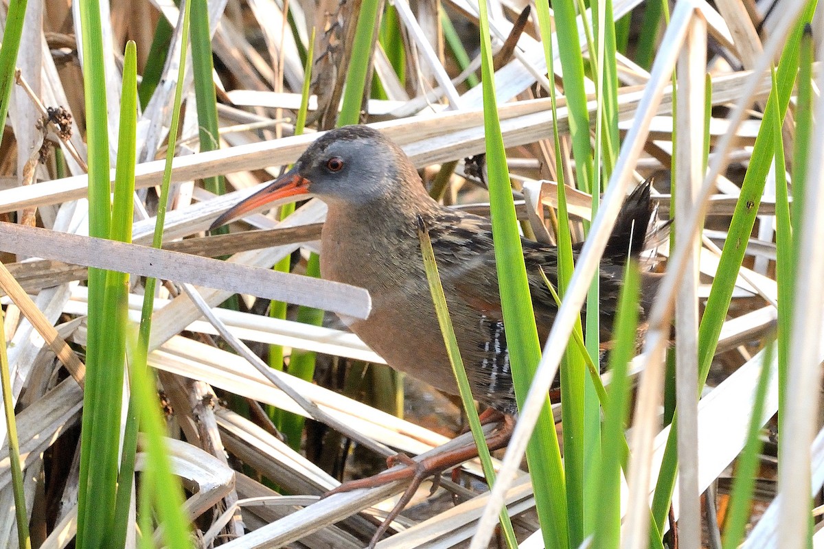 Virginia Rail - ML576560911