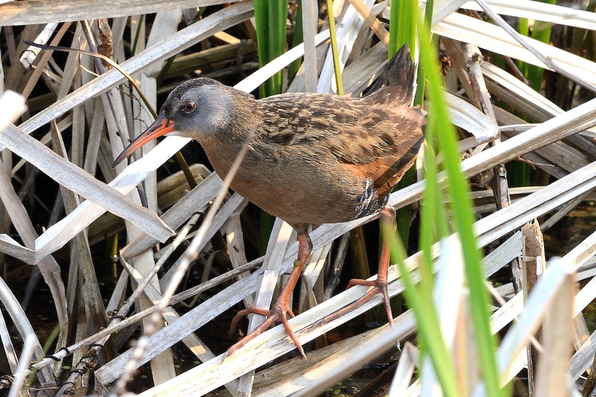 Virginia Rail - ML576560931