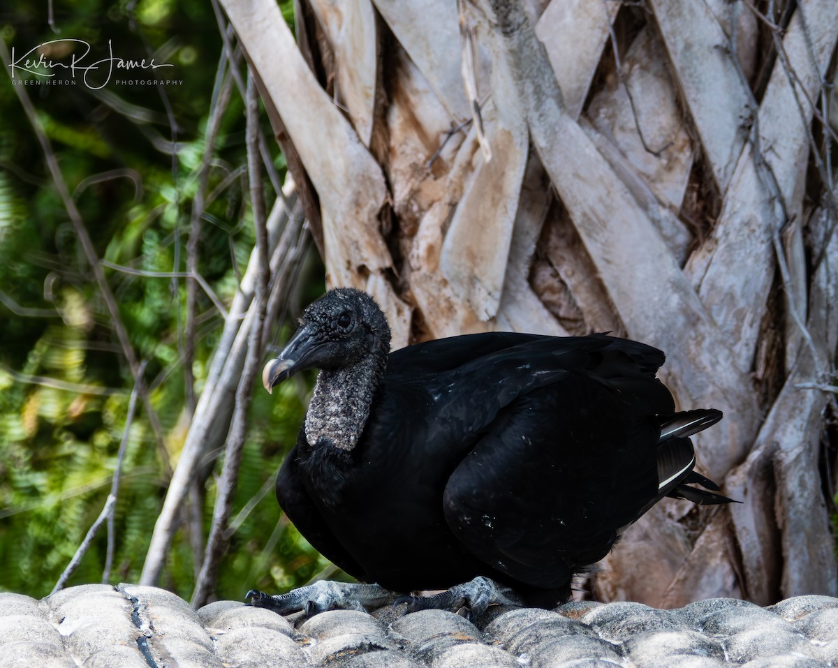 Black Vulture - ML576560971