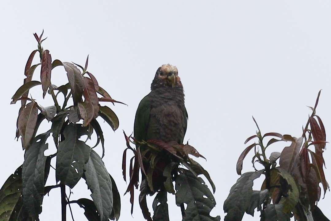 Speckle-faced Parrot (White-capped) - ML576562961