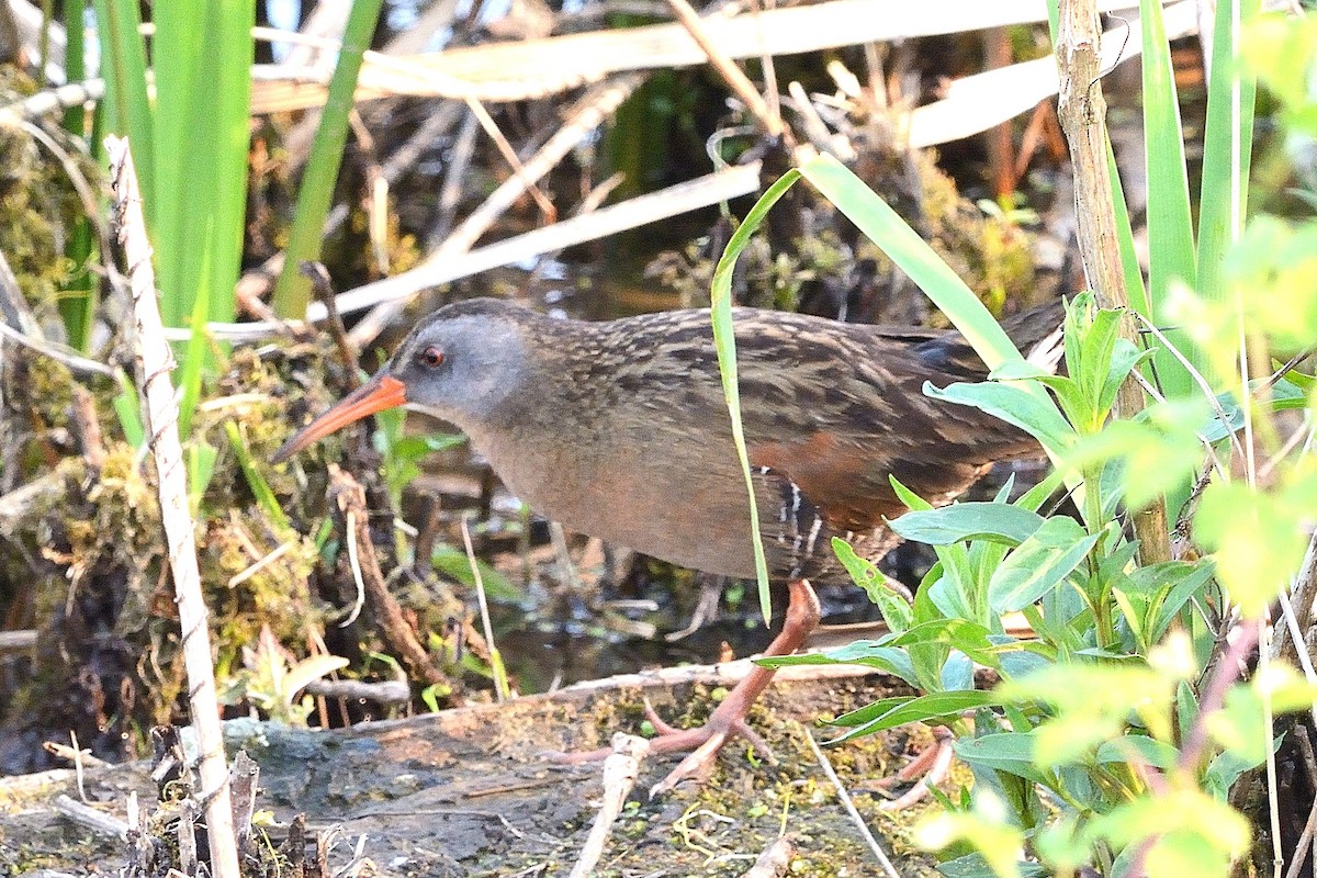 chřástal virginský - ML576562981