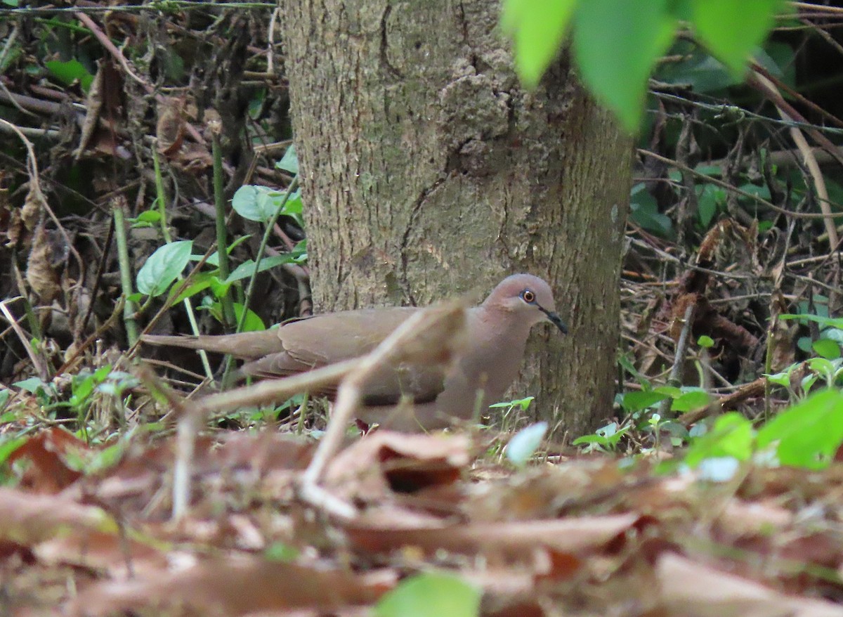 White-tipped Dove - ML576563321