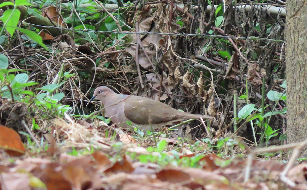 White-tipped Dove - ML576563331