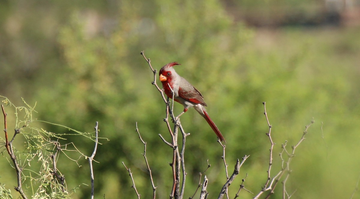 Pyrrhuloxia - ML576564111