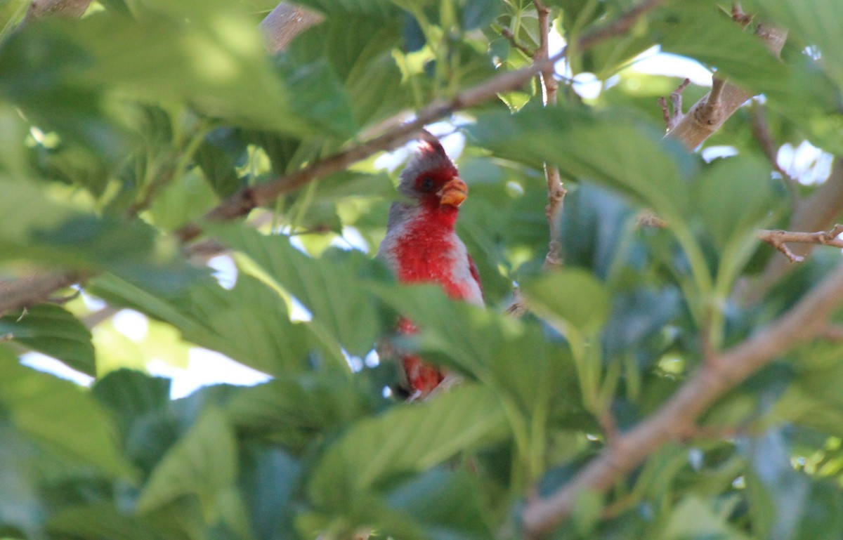 Pyrrhuloxia - ML576564211