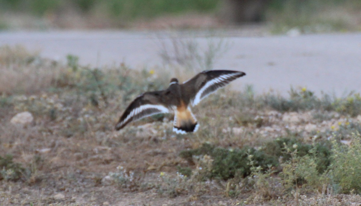 Killdeer - ML576564691