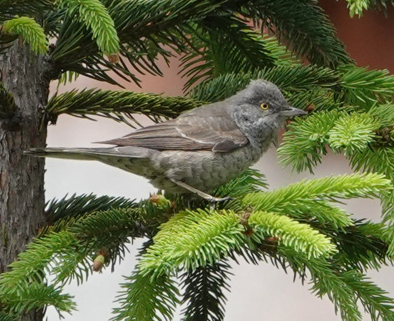 Barred Warbler - ML576565121