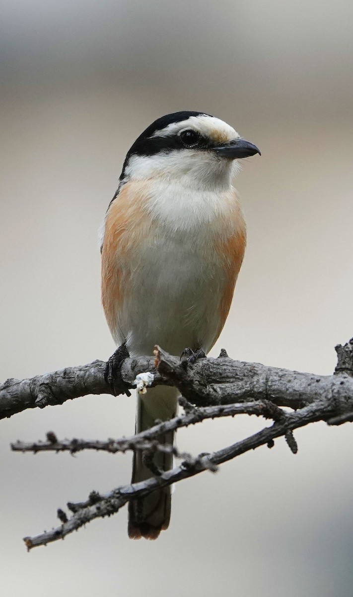 Masked Shrike - ML576565261
