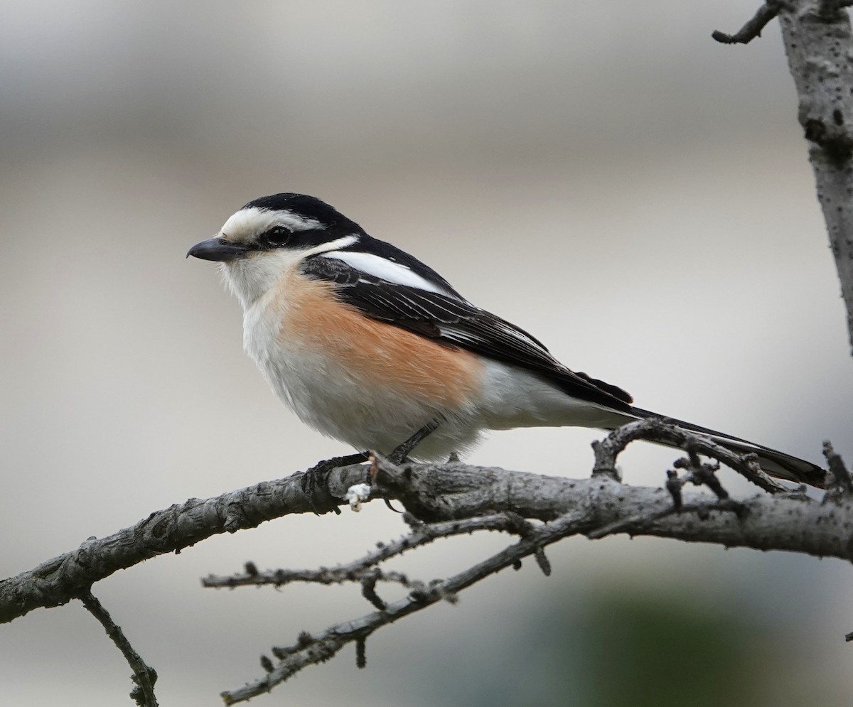 Masked Shrike - ML576565271