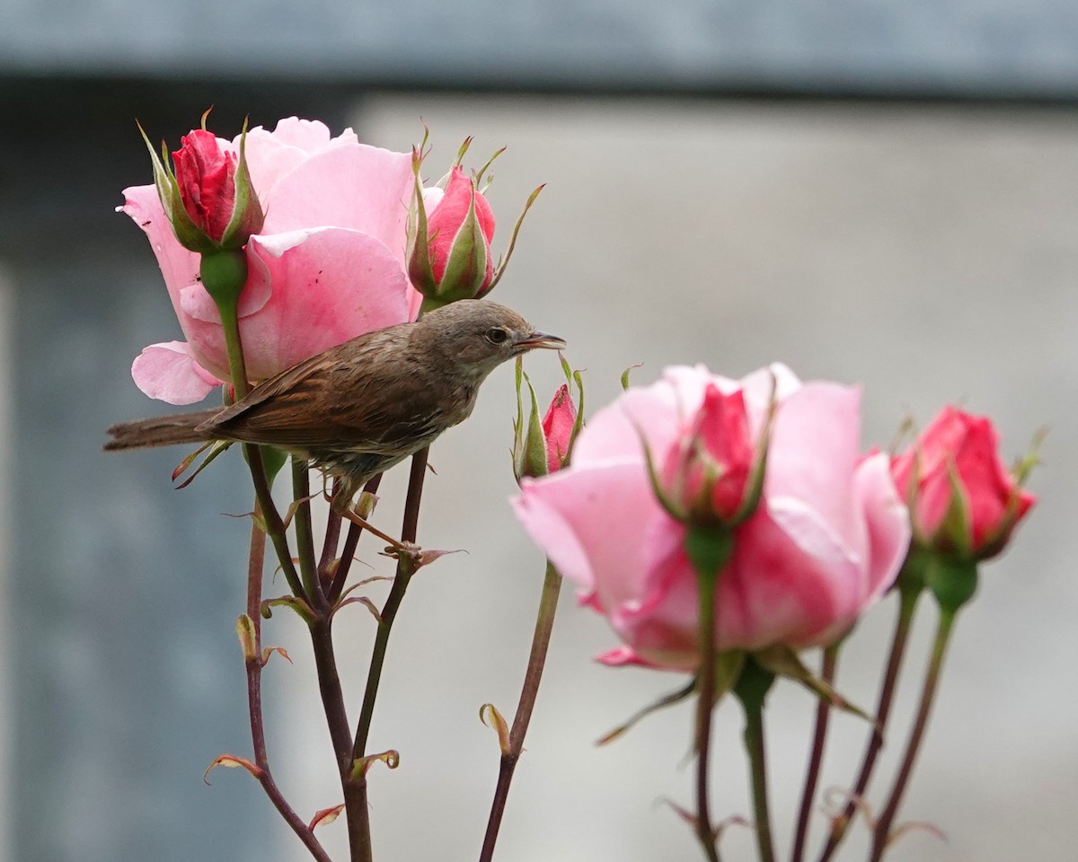 Greater Whitethroat - ML576565441